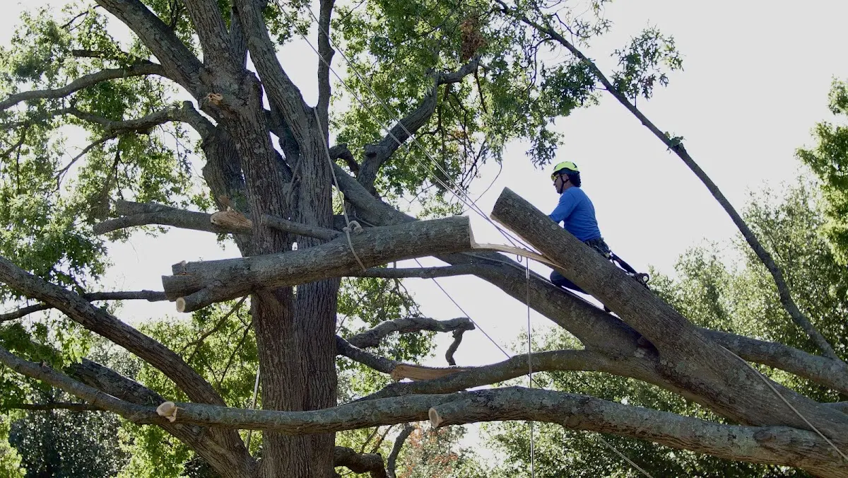 Professional Crown Thinning performed by certified arborists in Burbank