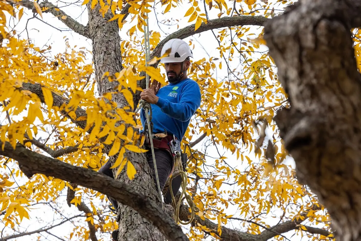 Skilled Storm Damage Cleanup crew working in Burbank